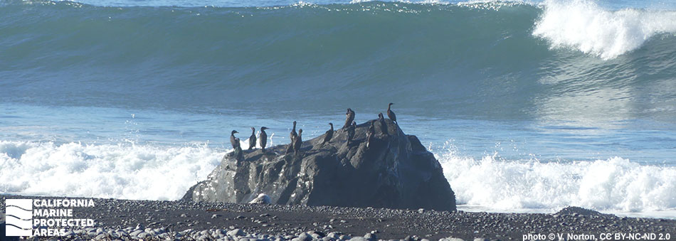 a large green curling wave contrasts the dark sand beach, in center frame a rounded dark rock has a dozen double crested cormorants sit, these birds are darkly colored some craning their long necks looking for fish to dive on